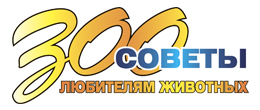 Зоо советы